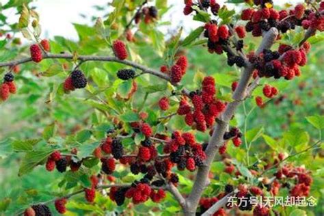 前不栽桑 后不种柳 庭院不可植柏枸|树出有名 